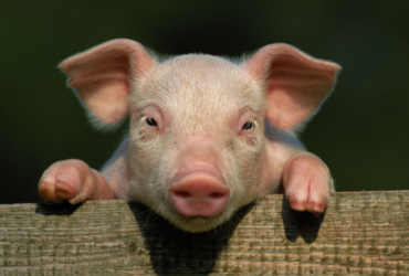 Een biggetje dat leunt op een houten plank