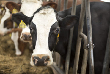Melkkoe in een 1 ster Beter Leven stal