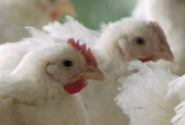 Vleeskuikens in closeup