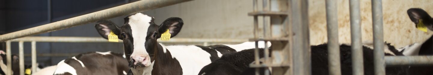 kalfje in een Beter Leven stal