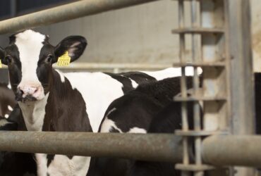 kalfje in een Beter Leven stal