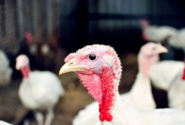 Kalkoenen in een stal in Steenwijkerwold