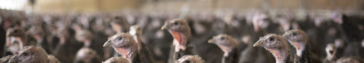 Kalkoenen in een Beter Leven stal