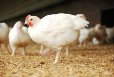 Volwaard Kip loopt in het strooisel