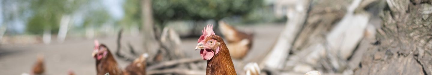 Leghen in een Beter Leven stal