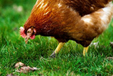 Een legkip scharrelt buiten in het gras