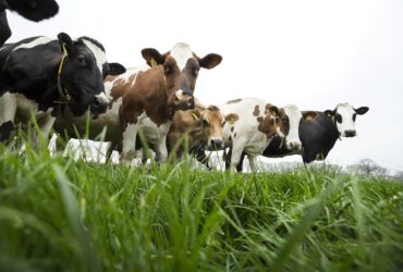 Melkkoeien in de wei