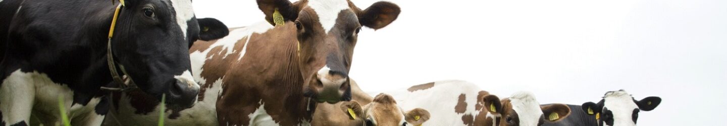 Melkkoeien van een 1 ster Beter Leven stal in de wei