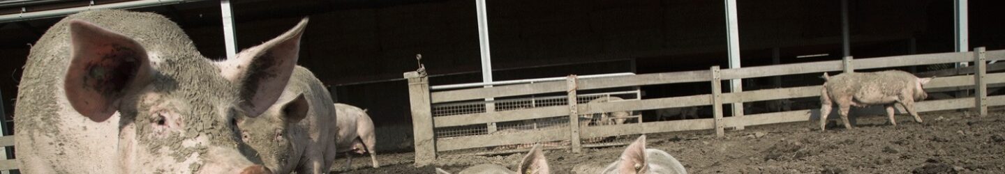 Varkens in de modder van een 3 ster Beter Leven stal