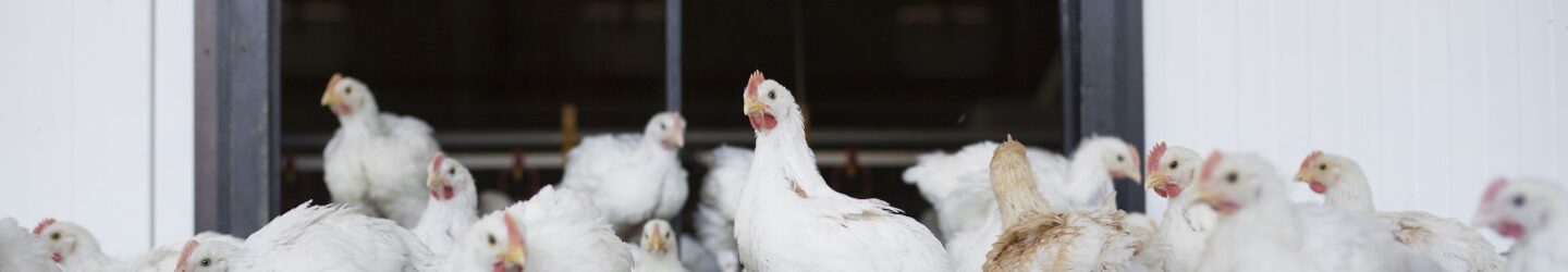 Vleeskuikens in uitloop