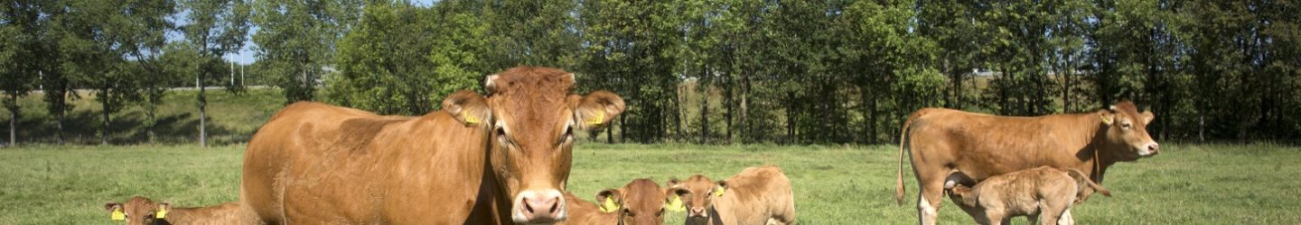 Vleesrunderen in de weide met kalfjes