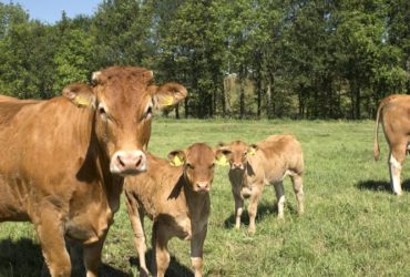 Vleesrunderen in de weide met kalfjes