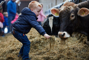 Een jongetje in een stal