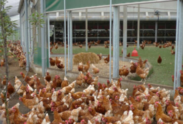 De uitloop van de Rondeelstal