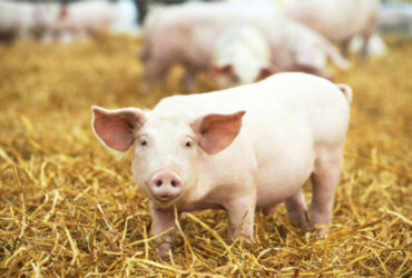 Een varken in de stro