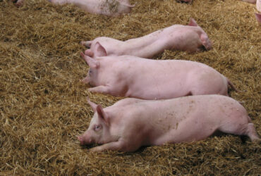 Drie varkens die languit liggen in het stro