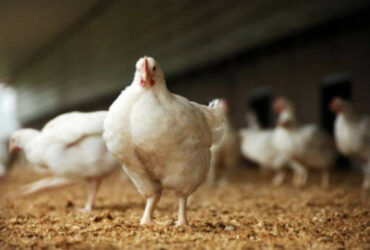 Een vleekuiken in een overdekte uitloop