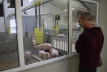 Op 10 november 2013 is in Herkenbosch een Canadese zaagselstal geopend. Een zaagselstal geeft het varken de ruimte en gelegenheid om natuurlijk wroetgedrag te vertonen