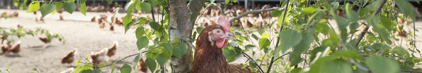 3 sterren leghen zit in boom