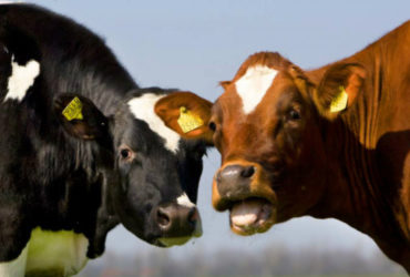 Een melkkoe kijkt in de camera