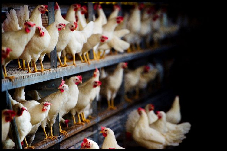 kleine kippen in een reguliere stal